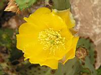 Opuntia Haematocarpa (fam Cactacees) (Sud des USA) (03) (Photo F. Mrugala)